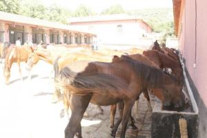 LE CHEVAL A L'HONNEUR  JUMENTERIE DE TIARET