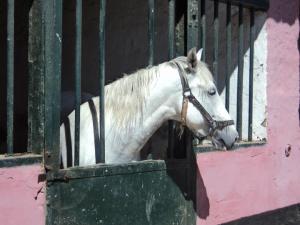 LE CHEVAL A L'HONNEUR  JUMENTERIE DE TIARET
