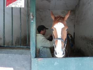 LE CHEVAL A L'HONNEUR  JUMENTERIE DE TIARET
