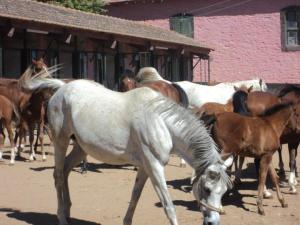 LE CHEVAL A L'HONNEUR  JUMENTERIE DE TIARET