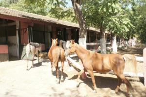 LE CHEVAL A L'HONNEUR  JUMENTERIE DE TIARET