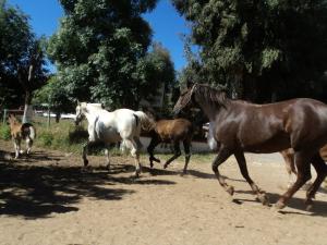 LE CHEVAL A L'HONNEUR  JUMENTERIE DE TIARET