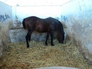 LE CHEVAL A L'HONNEUR  JUMENTERIE DE TIARET