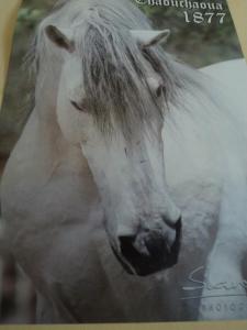 LE CHEVAL A L'HONNEUR  JUMENTERIE DE TIARET