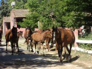 LE CHEVAL A L'HONNEUR  JUMENTERIE DE TIARET
