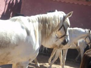 LE CHEVAL A L'HONNEUR  JUMENTERIE DE TIARET