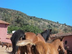 LE CHEVAL A L'HONNEUR  JUMENTERIE DE TIARET