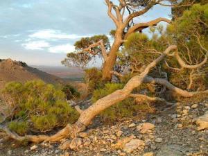 Sbaa Mokrane,Zakkar, Djelfa