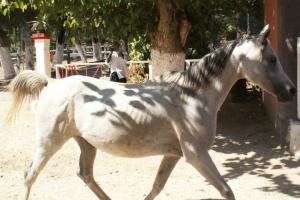LE CHEVAL A L'HONNEUR  JUMENTERIE DE TIARET