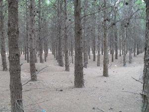 Reboisement de Aassila,  Zenina, Djelfa