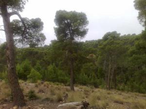 Forêt de Tokrsane, Commune de Tadmit, Djelfa
