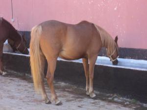 LE CHEVAL A L'HONNEUR  JUMENTERIE DE TIARET