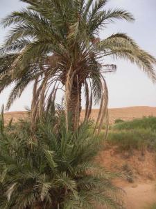Palmier solitaire, Oued Es saboune, Deldoul, Djelfa