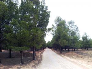 Reboisement de Aassila, Zenina, Djelfa