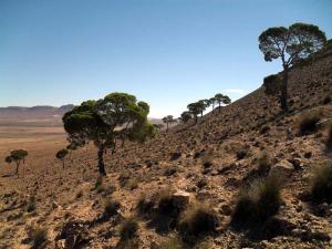 Djbel Kenouir,témoignage d'une ancienne forêt disparue, M'liliha, Djelfa