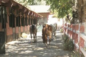 LE CHEVAL A L'HONNEUR  JUMENTERIE DE TIARET