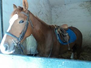 LE CHEVAL A L'HONNEUR  JUMENTERIE DE TIARET