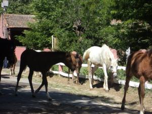 LE CHEVAL A L'HONNEUR  JUMENTERIE DE TIARET