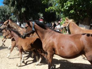 LE CHEVAL A L'HONNEUR  JUMENTERIE DE TIARET