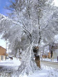l'Orme champêtre de Djelfa sous la neige