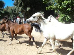 LE CHEVAL A L'HONNEUR  JUMENTERIE DE TIARET