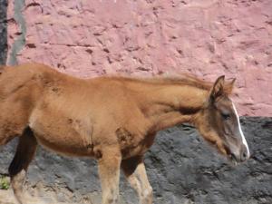 LE CHEVAL A L'HONNEUR  JUMENTERIE DE TIARET