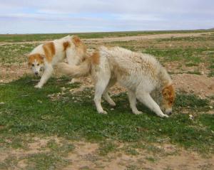 Race Canine commune à Djelfa