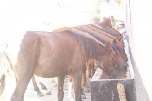 LE CHEVAL A L'HONNEUR  JUMENTERIE DE TIARET