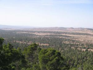 Forêt de Djelfa