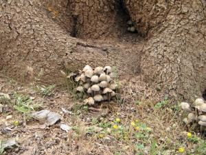 champignons du Désert