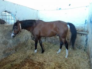 LE CHEVAL A L'HONNEUR  JUMENTERIE DE TIARET