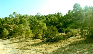 Forêt de Djelfa