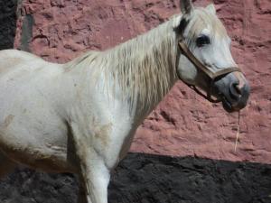 LE CHEVAL A L'HONNEUR  JUMENTERIE DE TIARET