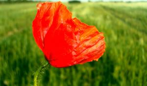 Coquelicot de Djelfa