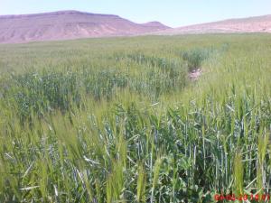 Champ de Blé au Printemps