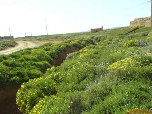 EL BRIDJA près de Djelfa