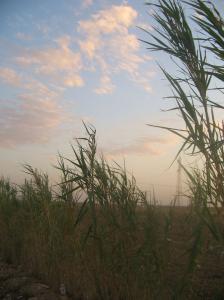 Champ de Maïs à DJelfa