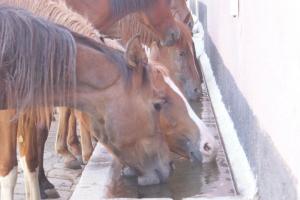 LE CHEVAL A L'HONNEUR  JUMENTERIE DE TIARET