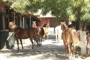 LE CHEVAL A L'HONNEUR  JUMENTERIE DE TIARET