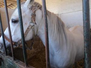 LE CHEVAL A L'HONNEUR  JUMENTERIE DE TIARET