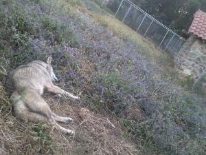 PARC ZOOLOGIQUE DE TAZA JIJEL