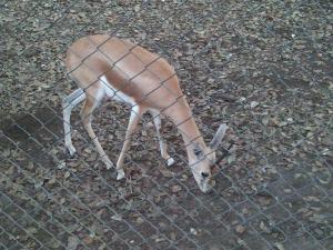 PARC ZOOLOGIQUE DE TAZA JIJEL