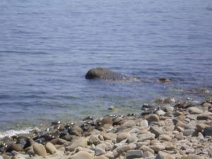 el aouana les gallets  le rocher  jijel
