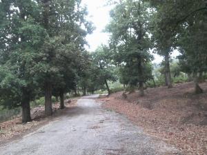 les hauteurs de Hmaza Jijel