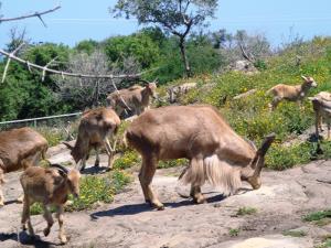 Billiers de la Montagne