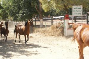 LE CHEVAL A L'HONNEUR  JUMENTERIE DE TIARET