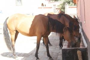 LE CHEVAL A L'HONNEUR  JUMENTERIE DE TIARET