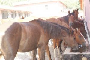 LE CHEVAL A L'HONNEUR  JUMENTERIE DE TIARET