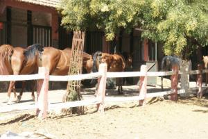 LE CHEVAL A L'HONNEUR  JUMENTERIE DE TIARET