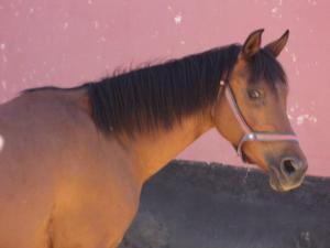 LE CHEVAL A L'HONNEUR  JUMENTERIE DE TIARET